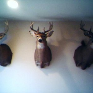 My Deer mounts 2006