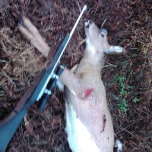Deer #2, Doe 80 yards from blind